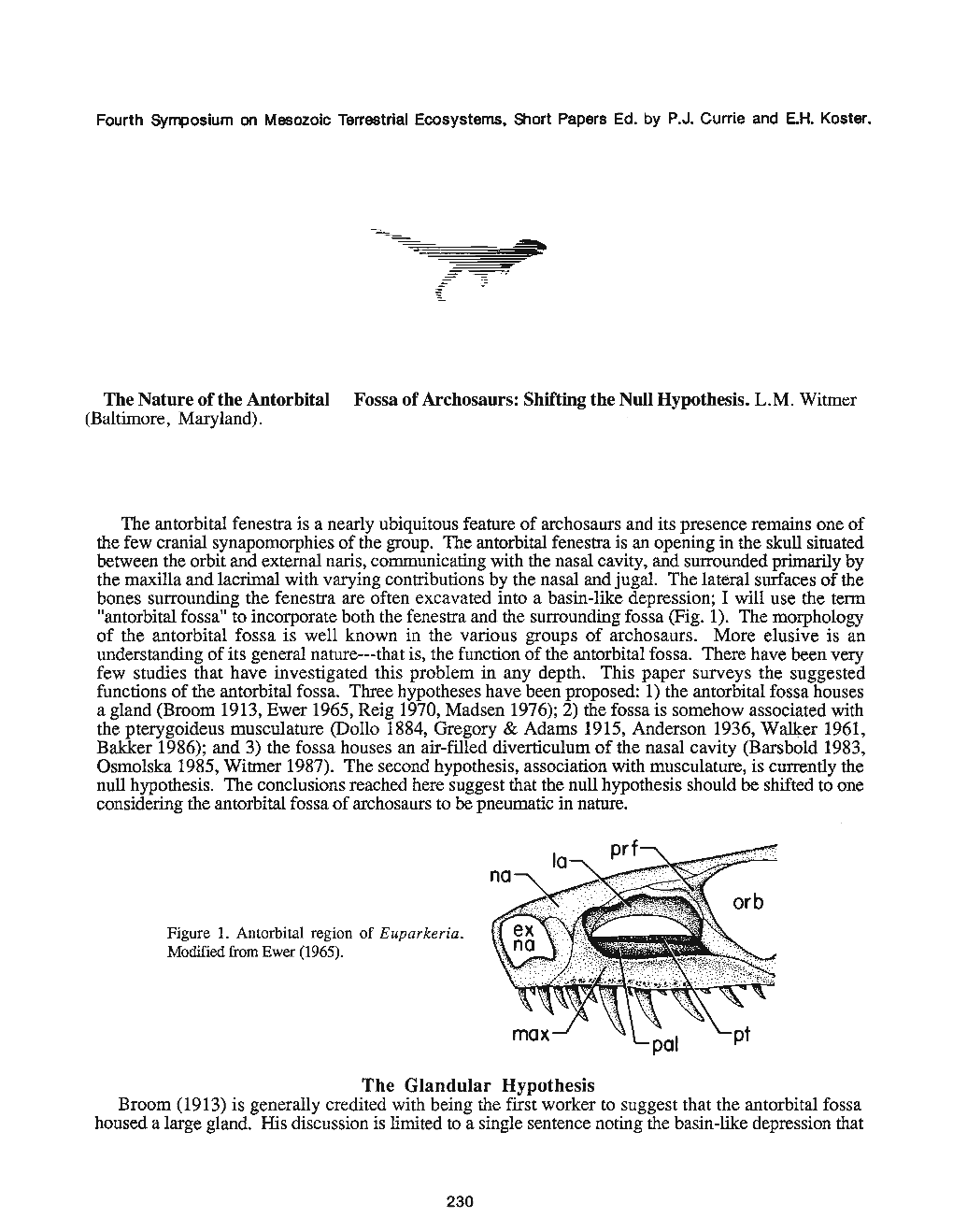 The Nature of the Antorbital Fossa of Archosaurs: Shifting the Null Hypothesis