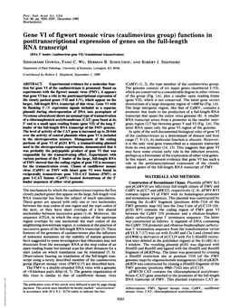 Gene VI of Figwort Mosaic Virus (Caulimovirus Group) Functions In