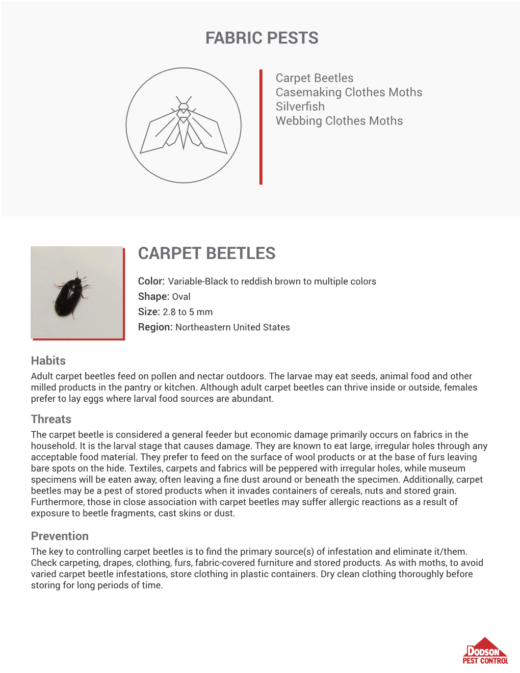 Fabric Pests Carpet Beetles