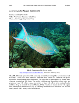 Scarus Vetula (Queen Parrotfish)