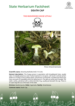 State Herbarium Factsheet — Death Cap Text by P.S