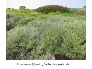 Artemisia Californica, California Sagebrush