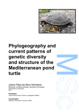 Phylogeography and Current Patterns of Genetic Diversity and Structure of the Mediterranean Pond Turtle