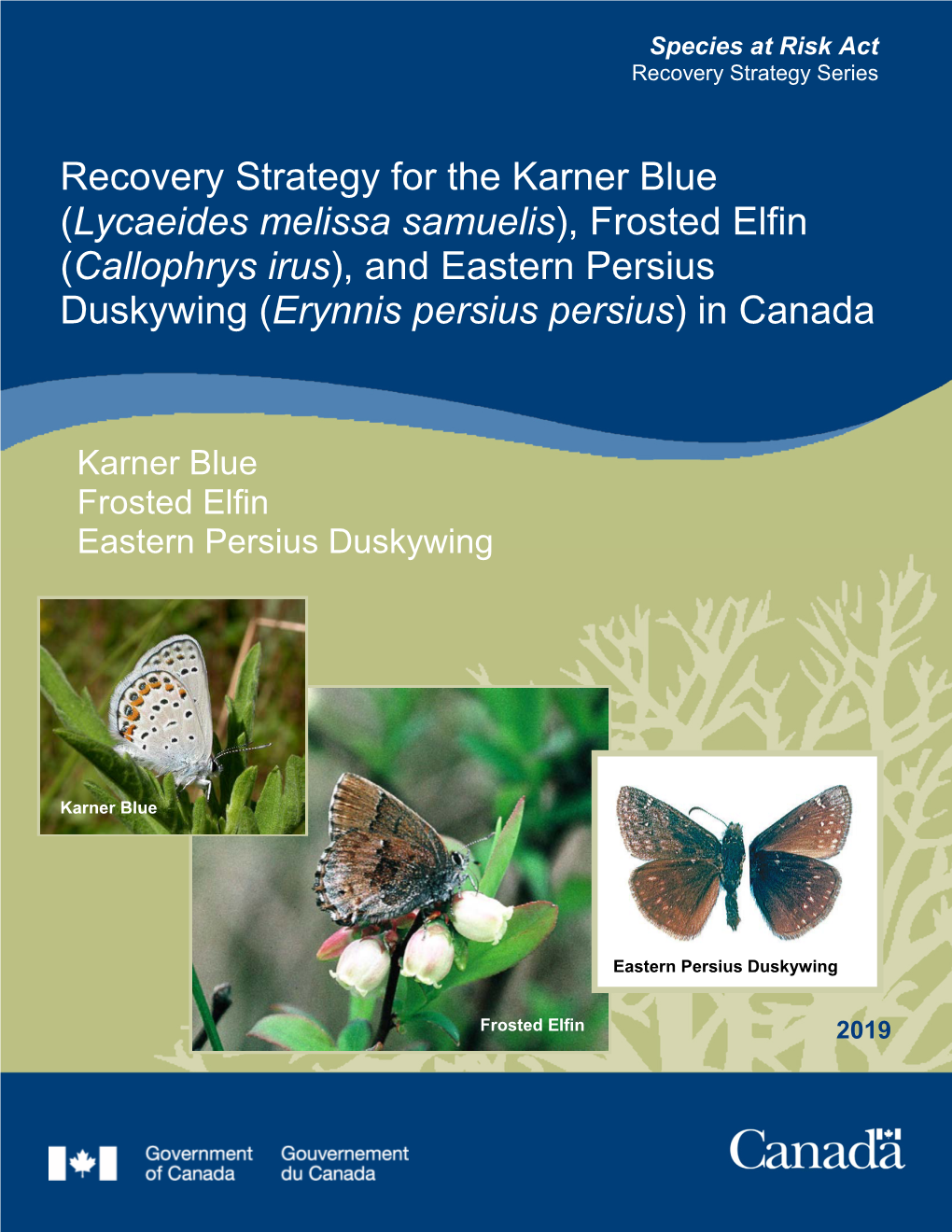 Karner Blue (Lycaeides Melissa Samuelis), Frosted Elfin (Callophrys Irus), and Eastern Persius Duskywing (Erynnis Persius Persius) in Canada