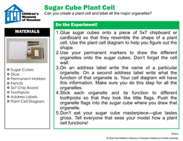 Sugar Cube Plant Cell Can You Create a Plant Cell and Label All the Major Organelles?
