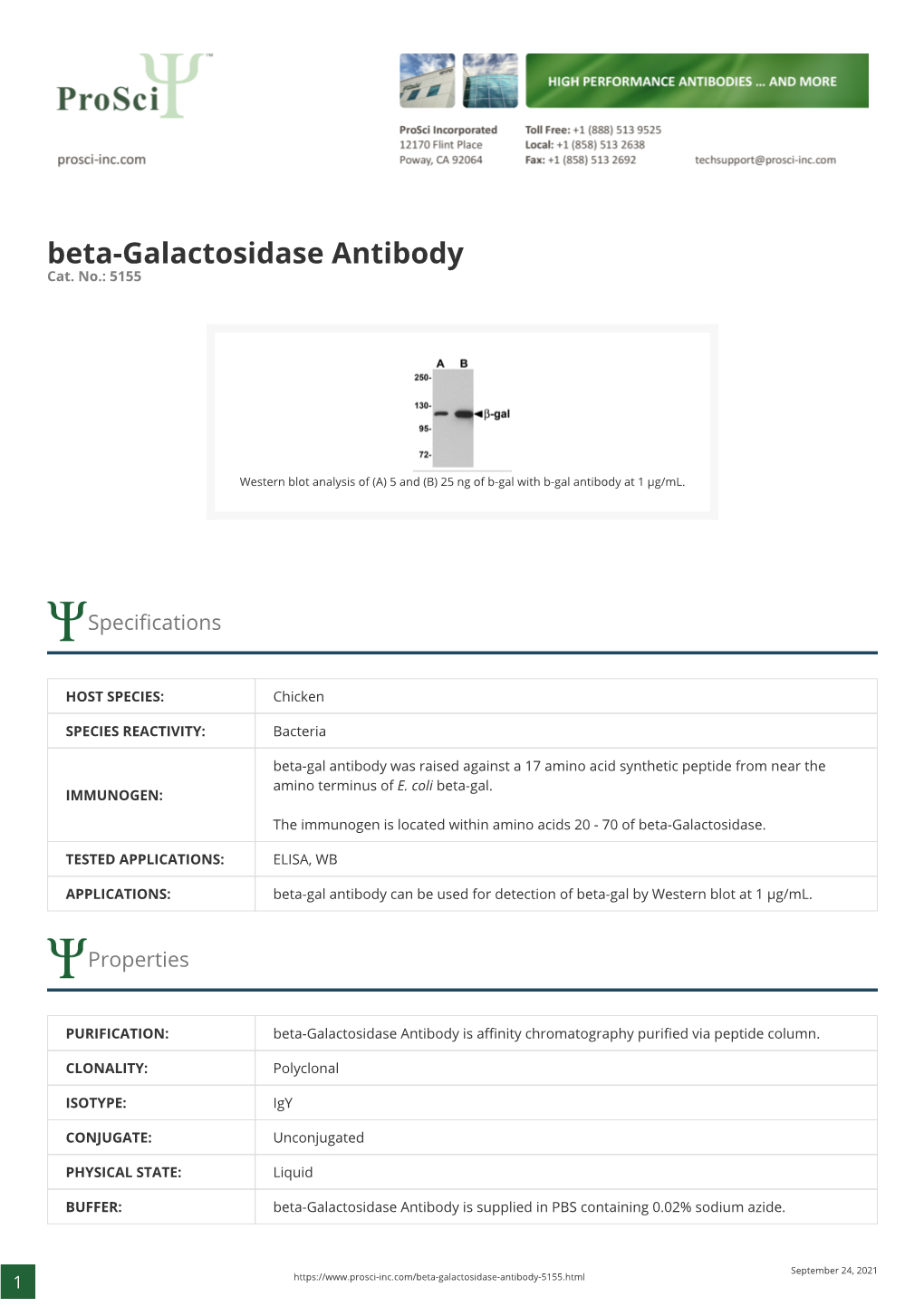 Beta-Galactosidase Antibody Cat