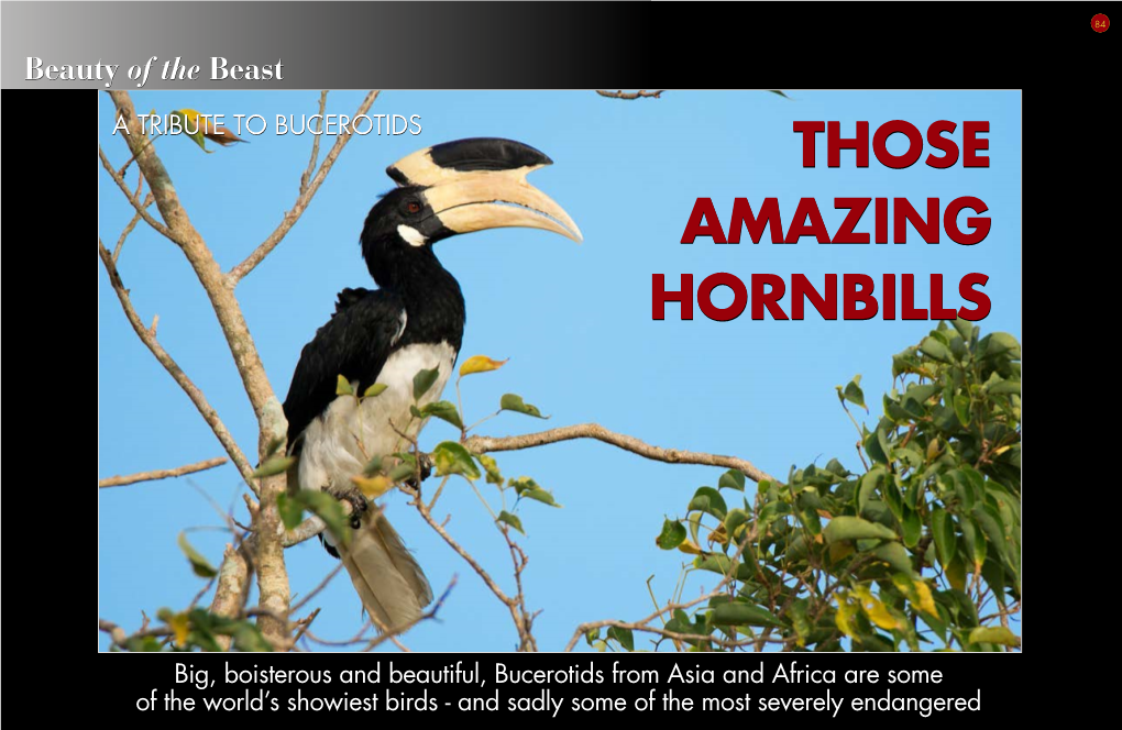 Those Amazing Hornbills