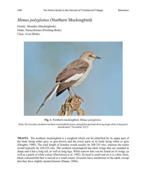 Mimus Polyglottos (Northern Mockingbird) Family: Mimidae (Mockingbirds) Order: Passeriformes (Perching Birds) Class: Aves (Birds)