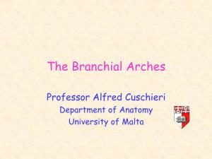 The Branchial Arches