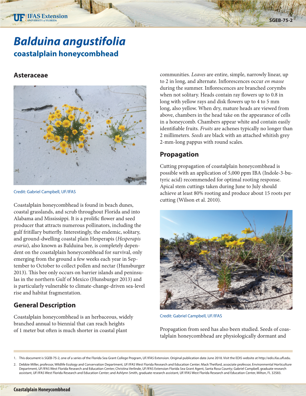 Balduina Angustifolia Coastalplain Honeycombhead