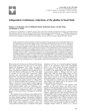 Independent Evolutionary Reductions of the Phallus in Basal Birds