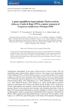 A Giant Anguilliform Leptocephalus Thalassenchelys Foliaceus Castle & Raju 1975 Is a Junior Synonym of Congriscus Maldivensis (Norman 1939)