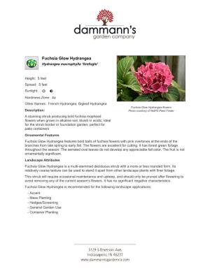 Dammann's Garden Company Fuchsia Glow Hydrangea