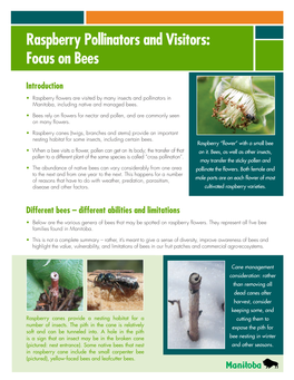 Raspberry Pollinators and Visitors: Focus on Bees
