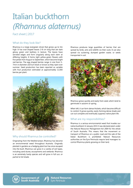 Italian Buckthorn (Rhamnus Alaternus) Fact Sheet ǀ 2017