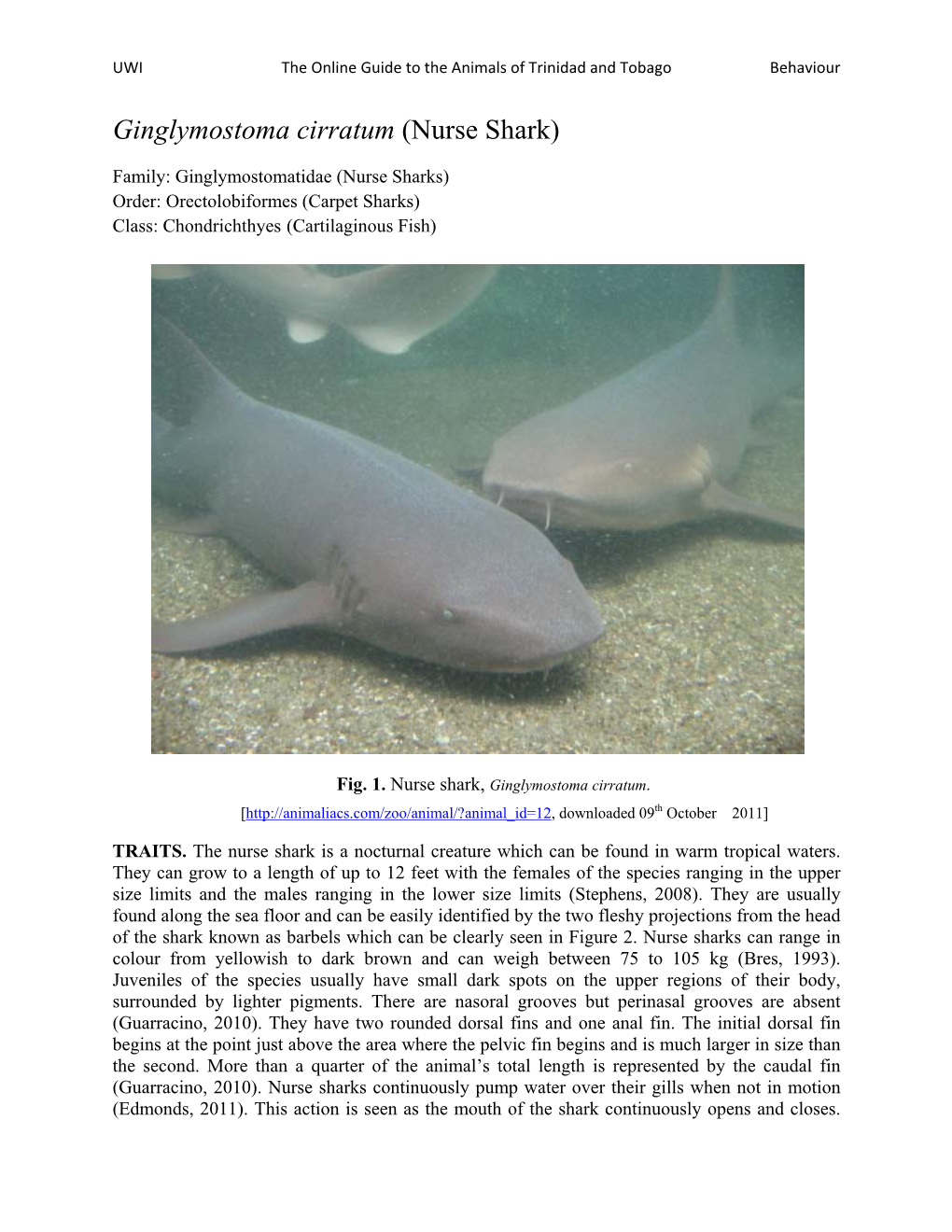 Ginglymostoma Cirratum (Nurse Shark)