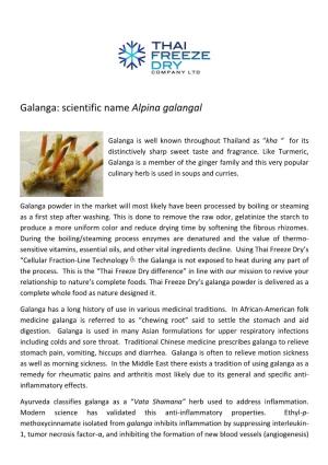 Galanga: Scientific Name Alpina Galangal