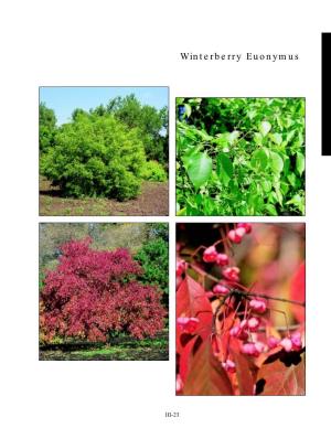 Winterberry Euonymus