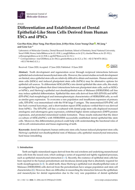 Differentiation and Establishment of Dental Epithelial-Like Stem Cells