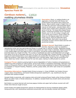 Carduus Nutansl. CANU4 Nodding Plumeless Thistle