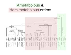 Ametabolous & Hemimetabolous Orders