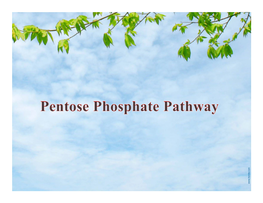Pentose Phosphate Pathway (Also Called the Phosphogluconate Pathway Or the Hexose Monophosphate Pathway
