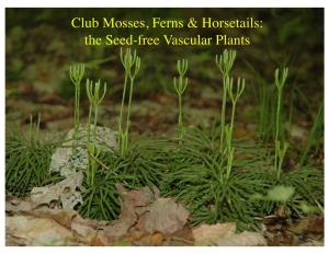 Club Mosses, Ferns & Horsetails: the Seed-Free Vascular Plants