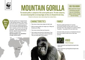 MOUNTAIN GORILLA and Offspring Using Their the Mountain Gorilla Is a Subspecies of the Eastern Gorilla Species