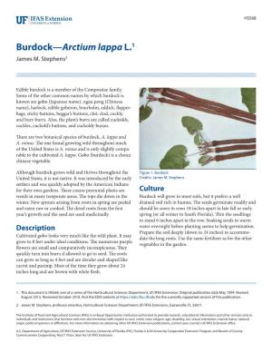 Burdock—Arctium Lappa L.1 James M