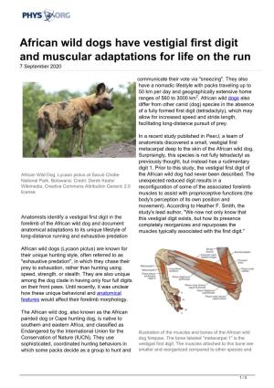 African Wild Dogs Have Vestigial First Digit and Muscular Adaptations for Life on the Run 7 September 2020