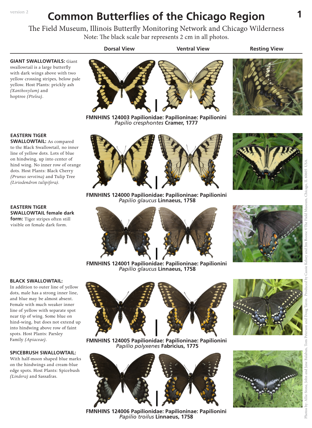 Common Butterflies of the Chicago Region