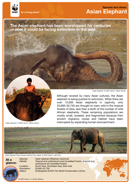 WWF Asian Elephant Fact Sheet