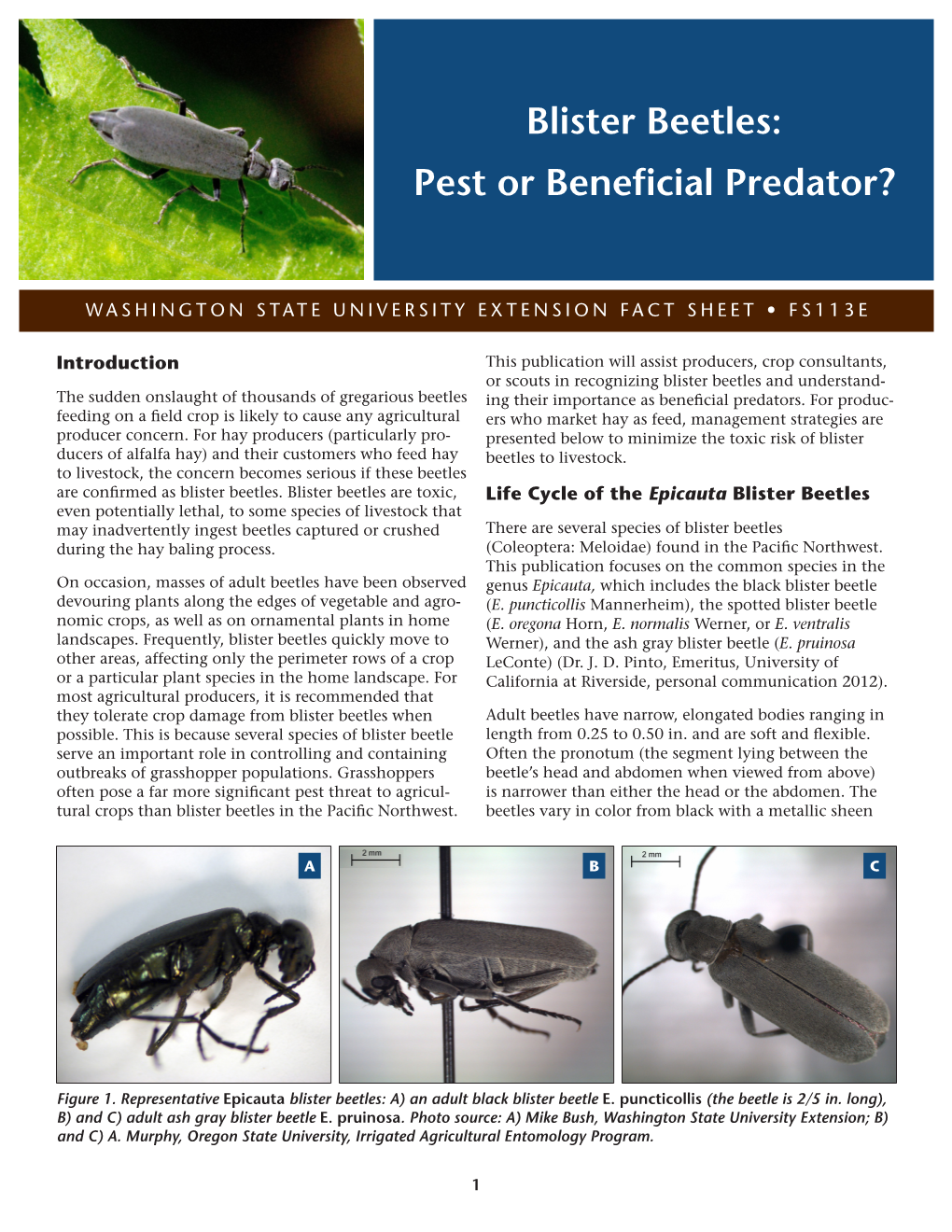 Blister Beetles: Pest Or Beneficial Predator?