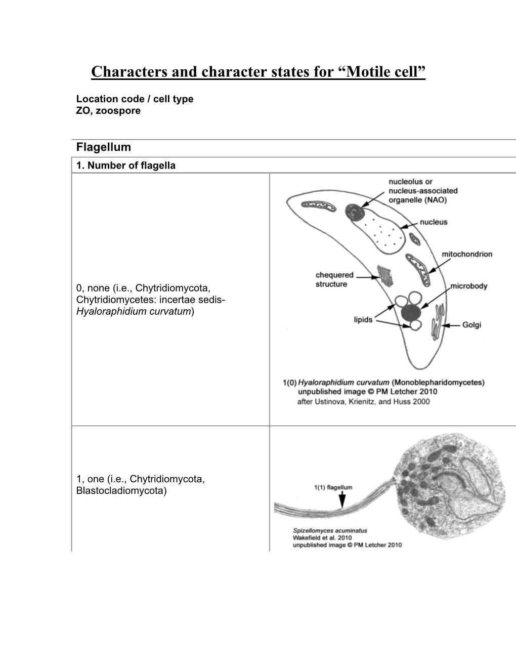 Characters and Character States for “Motile Cell”