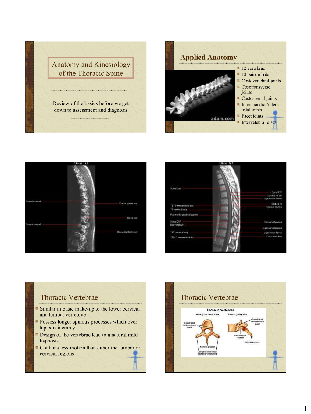 Anatomy of the Thoracic Region