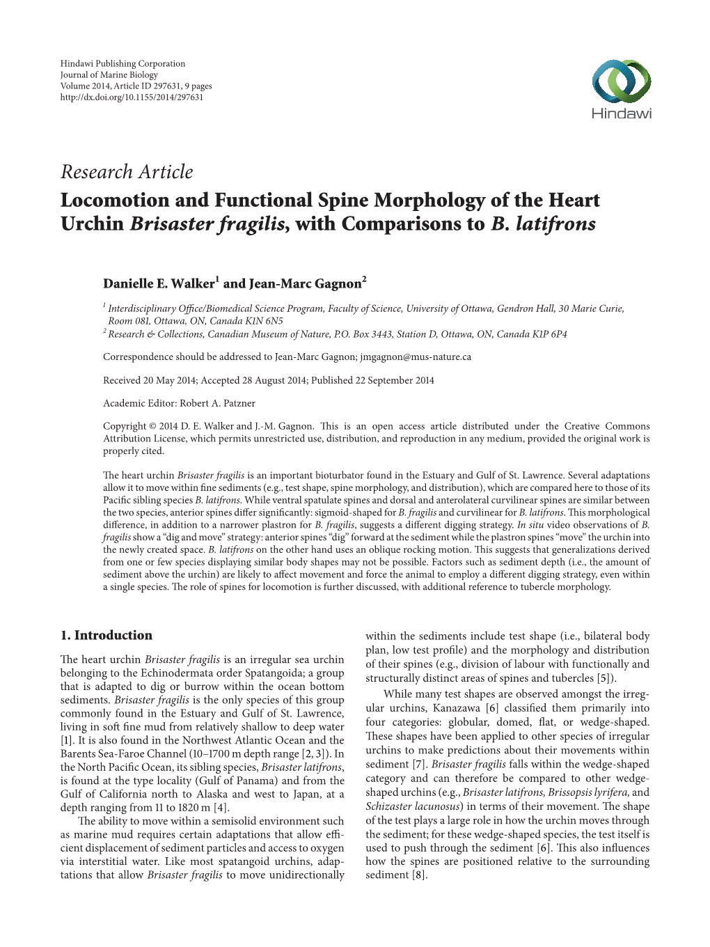 Locomotion and Functional Spine Morphology of the Heart Urchin Brisaster Fragilis, with Comparisons to B. Latifrons