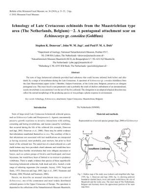 Ichnology of Late Cretaceous Echinoids from the Maastrichtian Type Area (The Netherlands, Belgium)－2