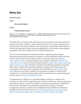 White Ibis (Eudocimus Albus), Version 2.0
