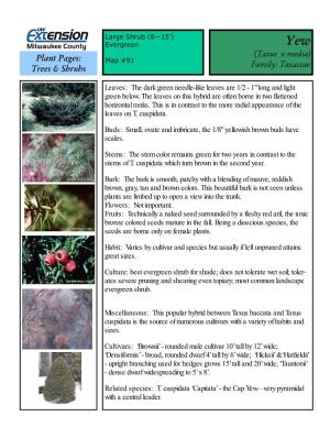 Yew (Taxus X Media) Plant Pages: Map #91 Family: Taxaceae Trees & Shrubs