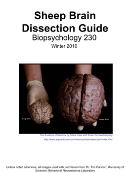 Sheep Brain Dissection Guide Biopsychology 230 Winter 2010