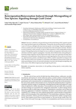Reinvigoration/Rejuvenation Induced Through Micrografting of Tree Species: Signaling Through Graft Union