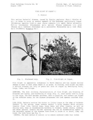 Plant Pathology Circular No. 38 Florida Dept. of Agriculture August 1965 Division of Plant Industry