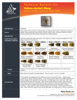 Technical Bulletin For: Information Technology Solutions Yellow-Jacket Wasp Vespula Spp