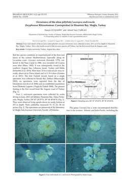 Occurrence of the Alien Jellyfish Cassiopea Andromeda (Scyphozoa: Rhizostomeae: Cassiopeidae) in Hisarönü Bay, Muğla, Turkey