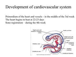 Development of Cardiovascular System