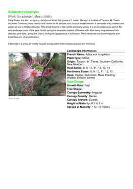 Calliandra Eriophylla (Pink Fairyduster, Mesquitilla) Size/Shape