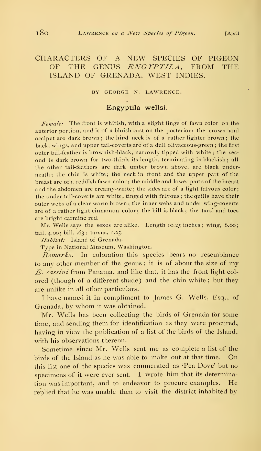 CHARACTERS of a NEW SPECIES of PIGEON of the GENUS Engtprila, from the ISLAND of GRENADA, WEST INDIES