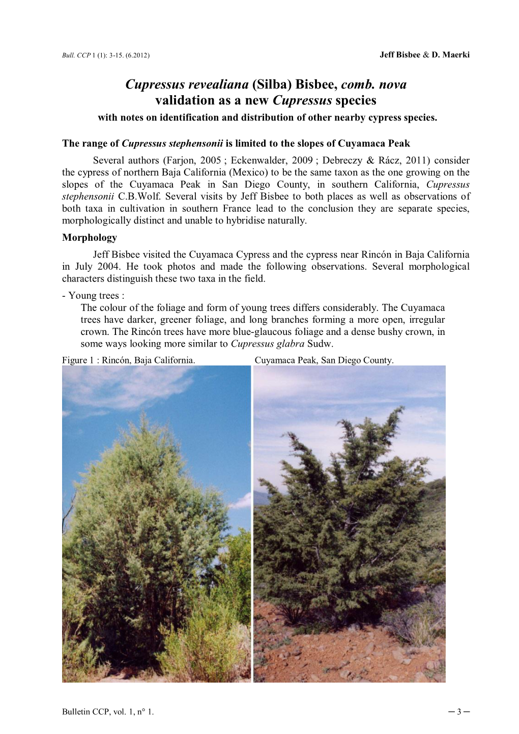 Cupressus Revealiana (Silba) Bisbee, Comb