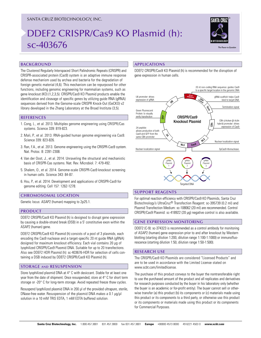 DDEF2 CRISPR/Cas9 KO Plasmid (H): Sc-403676