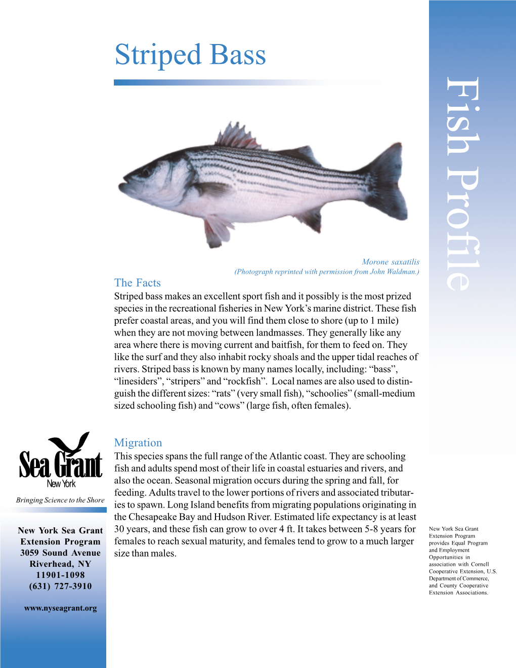 Striped Bass Fish Profile